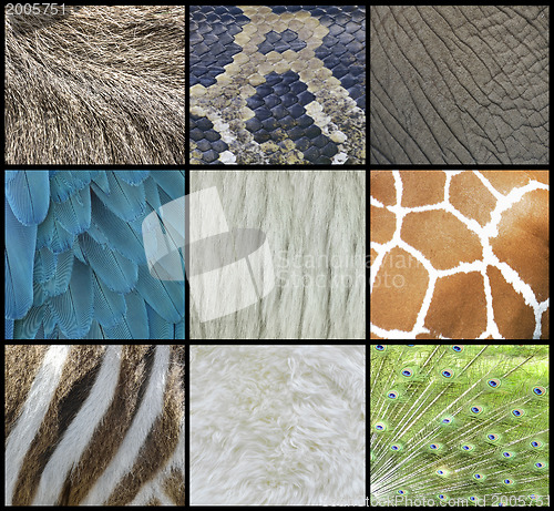 Image of Animal  Skin, Fur And Feathers Collage