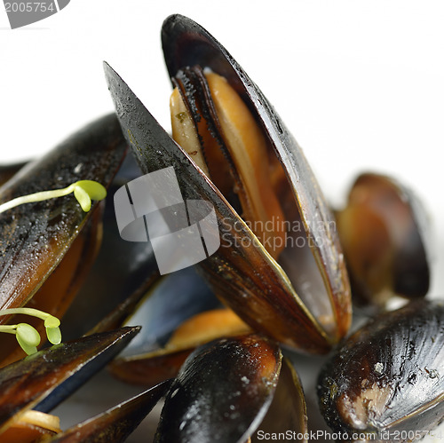 Image of Mussels