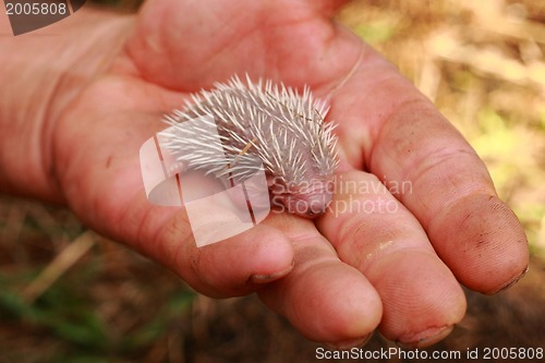 Image of small hedgehog (newborn)