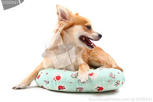 Image of sweet chihuahua 