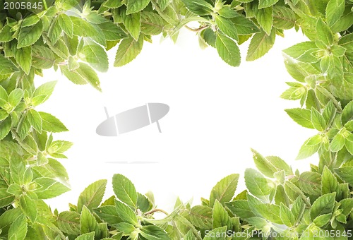 Image of mint background