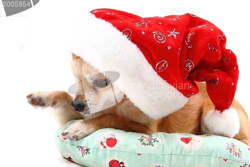 Image of sweet chihuahua in christmas cap