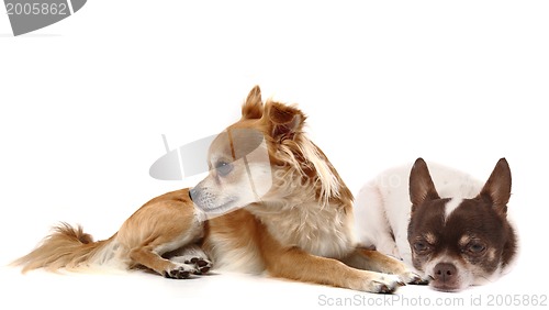 Image of small chihuahuas isolated