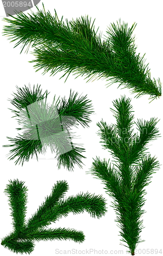 Image of set of Christmas green fir-tree branches