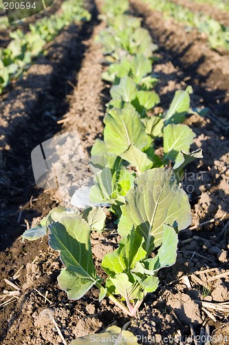 Image of Rows of Cabbage