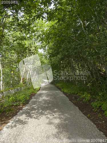 Image of Forest road