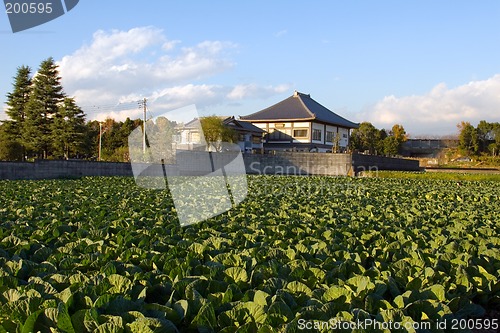 Image of Cabbage Patch