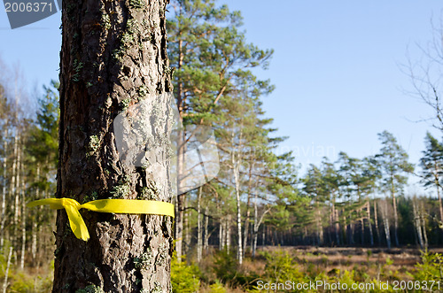 Image of Selected pine tree