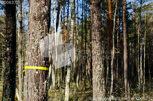 Image of Marked tree