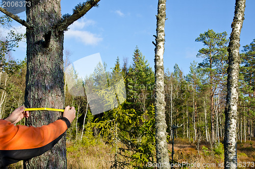 Image of Measuring a tree trunk