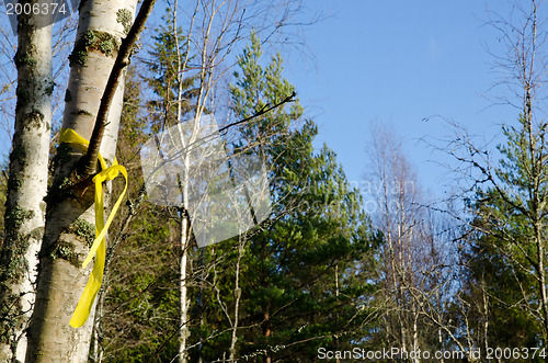 Image of Chosen birch tree