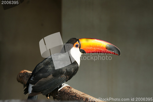 Image of Tuco Toucan