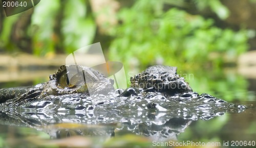 Image of Crocodile

