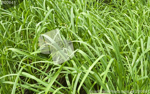 Image of Grass patch

