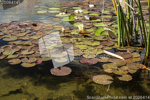 Image of Water lily