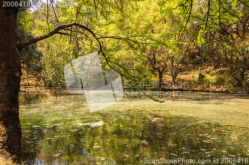 Image of The green pond