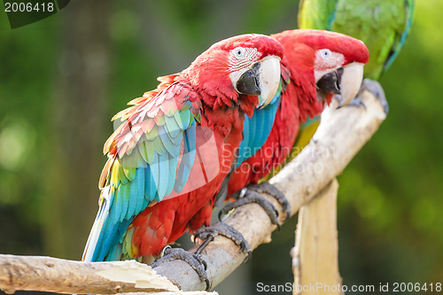 Image of Red and Blue macaw