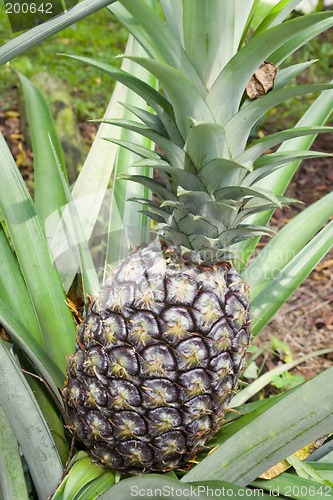 Image of Pineapple plant

