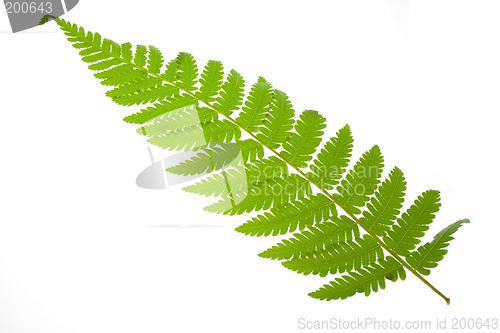 Image of Fern leaf

