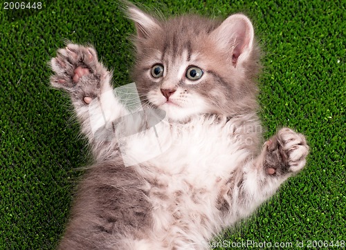 Image of Cute gray kitten