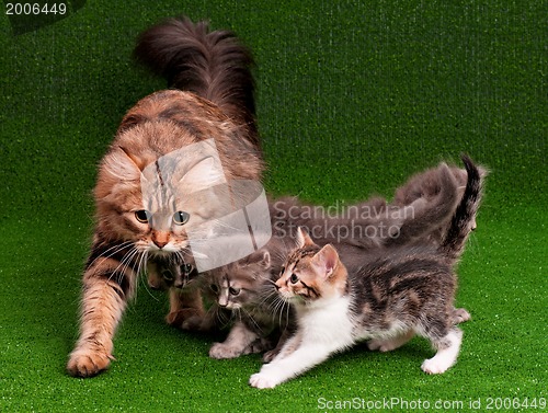 Image of Cat and kitten