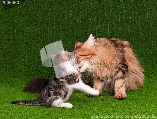 Image of Cat and kitten
