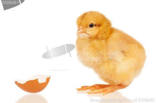 Image of Little chicken