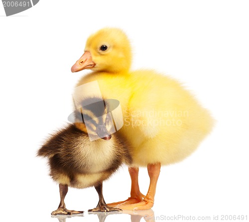 Image of Domestic duckling and gosling