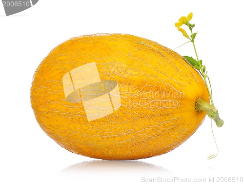 Image of Cantaloupe melon