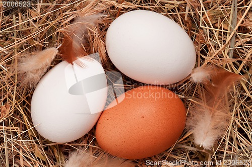 Image of Eggs in nest