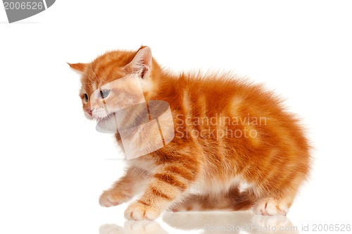 Image of Red kitten