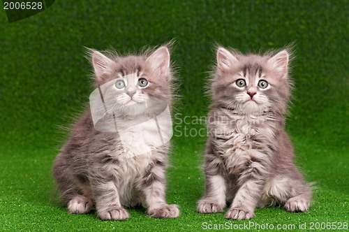 Image of Cute gray kittens