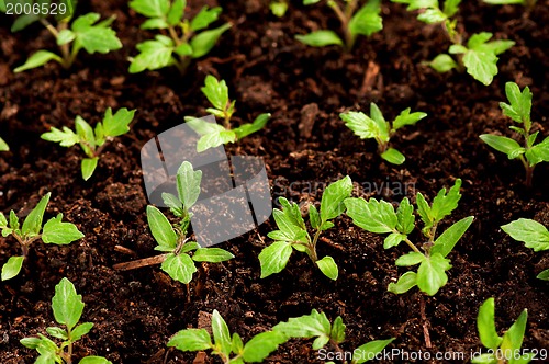 Image of Green seedling