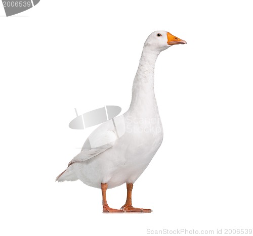 Image of Domestic goose