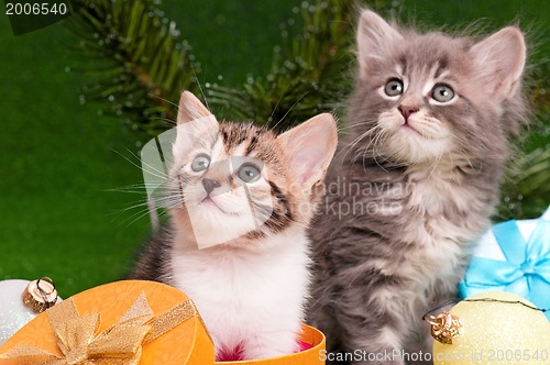 Image of Cute kittens