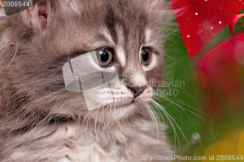 Image of Cute gray kitten
