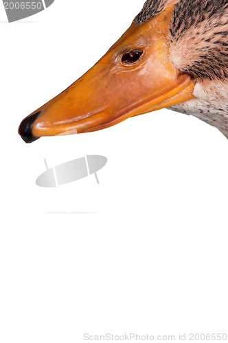 Image of Domestic duck