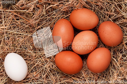 Image of Eggs in nest