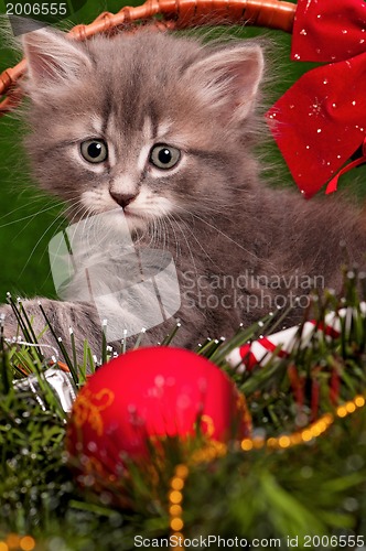 Image of Cute gray kitten