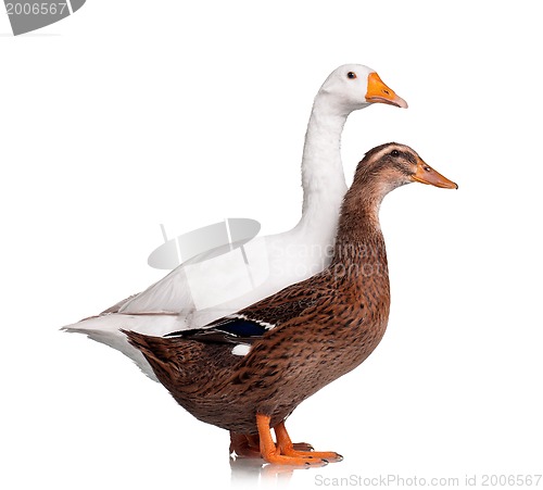 Image of Duck and goose