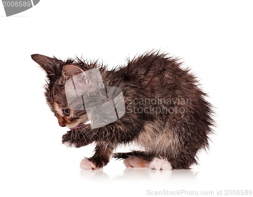 Image of Wet kitten