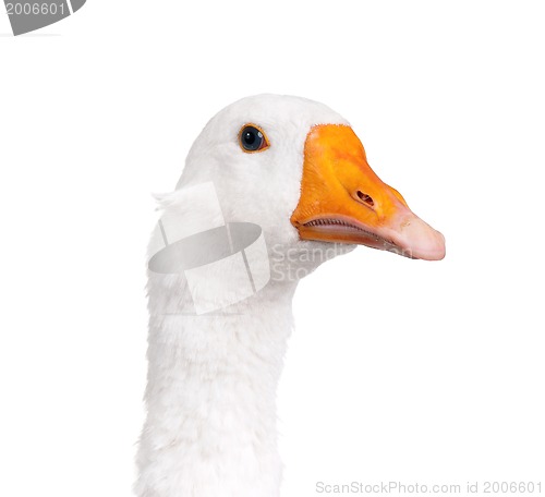 Image of Domestic goose