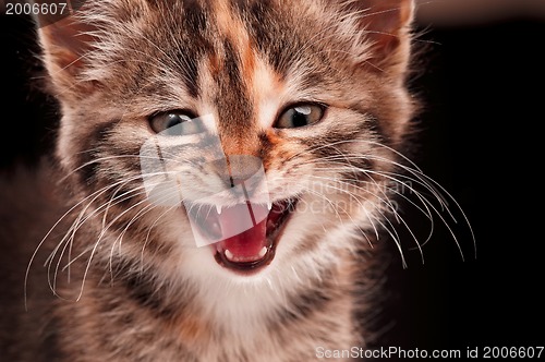 Image of Cute kitten