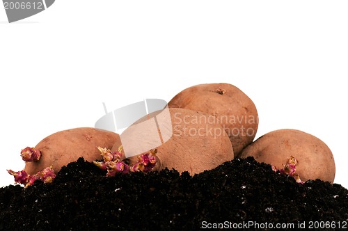 Image of Potatoes sprouts