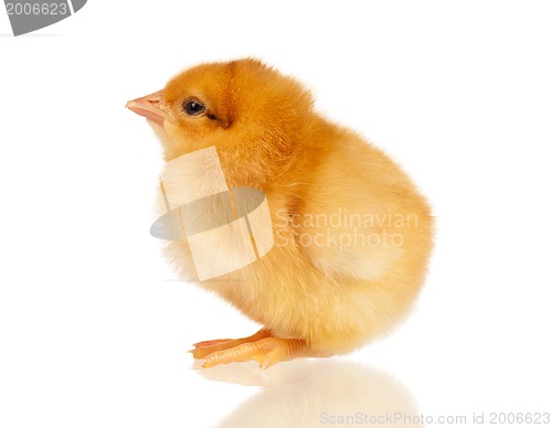 Image of Little chicken