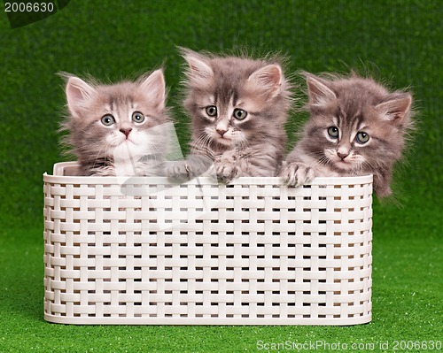 Image of Cute gray kittens