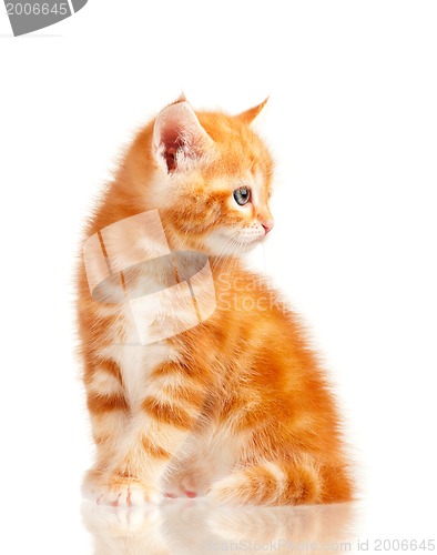 Image of Red kitten