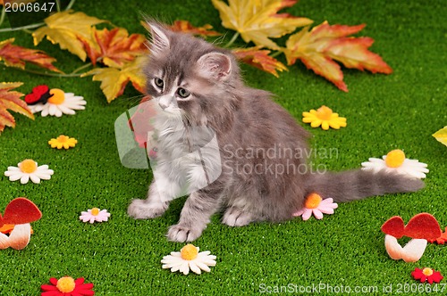 Image of Cute gray kitten