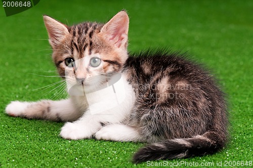 Image of Cute kitten