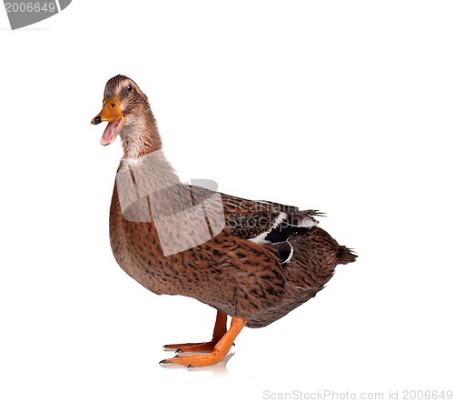 Image of Domestic duck